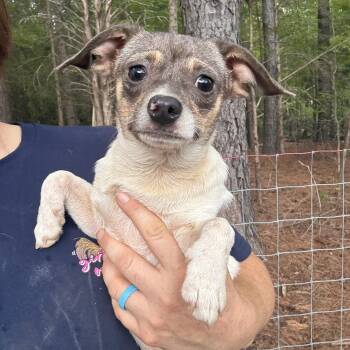Liberty -  Chihuahua Dog for Adoption in York, South Carolina - Liberty | PetCurious