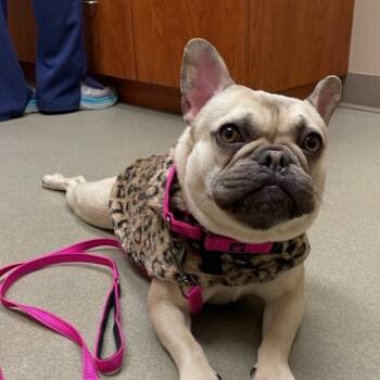 Blanche -  English Bulldog and Pug Dog for Adoption in Griffin, Georgia - Blanche | PetCurious
