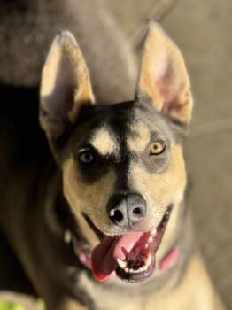 Sadie -  Shepherd Dog for Adoption in Burbank, California - Sadie | PetCurious