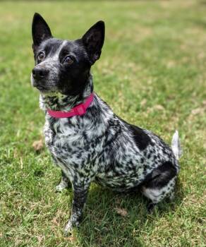 Australian Cattle Dog Blue Heeler Dogs Available for Adoption in Gainesville, Texas - Ash | PetCurious