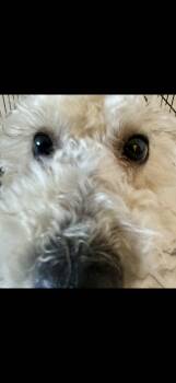 ONLY 12 POUNDS -  Poodle and Havanese Dog for Adoption in Northwood, Ohio - ONLY 12 POUNDS | PetCurious