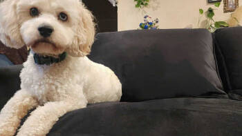 Rescue Cocker Spaniel and Poodle Dogs for Adoption in Walnut Park, California - Bluey | PetCurious