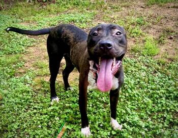 Rescue Pit Bull Terrier and American Staffordshire Terrier Dogs for Adoption in Hartwell, Georgia - Grubbs | PetCurious