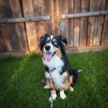 Rescue Australian Shepherd Dogs for Adoption in Sebastian, Florida - Blue Boy | PetCurious