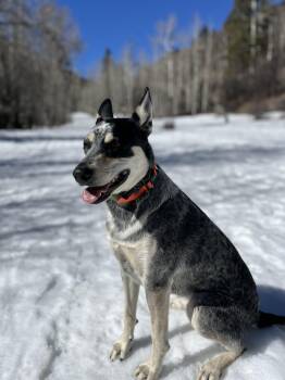 Australian Cattle Dog Blue Heeler Dogs Available for Adoption - Georgie | PetCurious