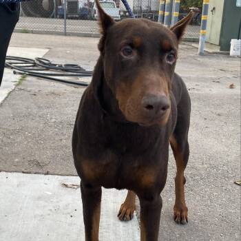 Dobby -  Doberman Pinscher Dog for Adoption in Fresno, California - Dobby | PetCurious
