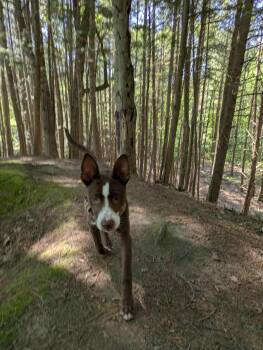 Loup-Garou -  Border Collie Dog for Adoption in Randolph, Vermont - Loup-Garou | PetCurious