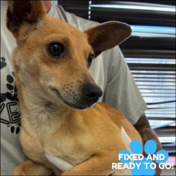Bella -  Chihuahua Dog for Adoption in Thompson Falls, Montana - Bella | PetCurious