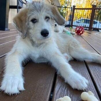 Ruff -  Great Pyrenees Dog for Adoption in Brockport, New York - Ruff | PetCurious