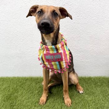 SAGE -  Black Mouth Cur and Belgian Shepherd Malinois Dog for Adoption in San Diego, California - SAGE | PetCurious