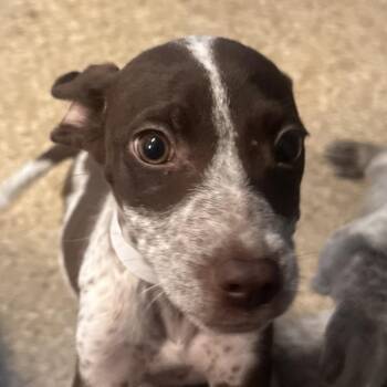Jey Uso -  German Shorthaired Pointer and Cattle Dog Dog for Adoption in Reno, Nevada - Jey Uso | PetCurious