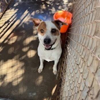 Rescue Cattle Dog Dogs for Adoption in Midland, Texas - Frankie | PetCurious