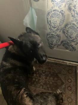 ATHENA -  Mixed Breed Dog for Adoption in Dallas, Texas - ATHENA | PetCurious