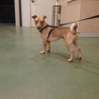 Fixie -  Terrier and Mixed Breed Dog for Adoption in Honolulu, Hawaii - Fixie | PetCurious