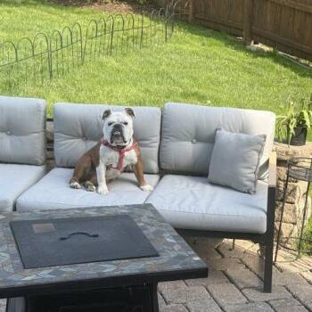 English Bulldog Dogs Available for Adoption in Chicago, Illinois - Margo | PetCurious