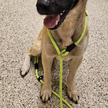 Loki -  Anatolian Shepherd and German Shepherd Dog Dog for Adoption in Cedar Rapids, Iowa - Loki | PetCurious