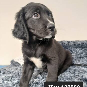 Rescue Labrador Retriever Dogs for Adoption in New Tazewell, Tennessee - Hex | PetCurious