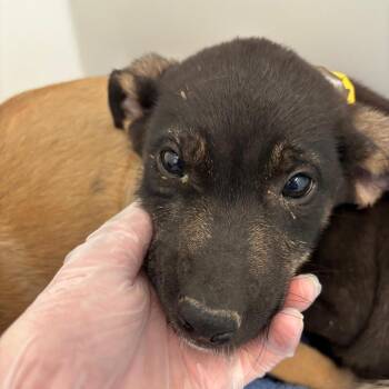 Ian -  Cattle Dog and Mixed Breed Dog for Adoption in Taos, New Mexico - Ian | PetCurious