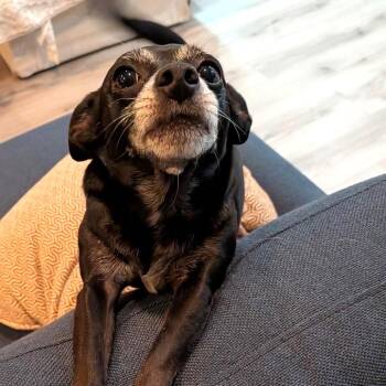 Rafi -  Mixed Breed Dog for Adoption in San Francisco, California - Rafi | PetCurious