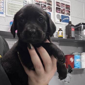 Relish -  Mixed Breed Dog for Adoption in Summerville, South Carolina - Relish | PetCurious