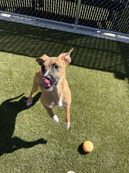 Tobias -  Mixed Breed Dog for Adoption in Lafayette, Indiana - Tobias | PetCurious