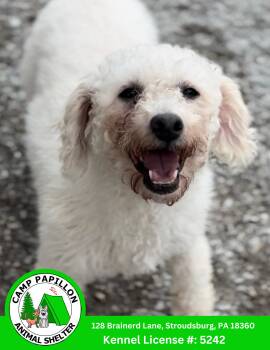 Bichon Frise Dogs Available for Adoption in Stroudsburg, Pennsylvania - Lorretta | PetCurious