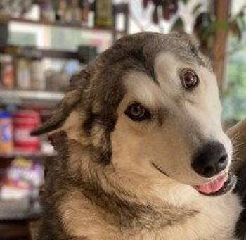 LUNA -  Alaskan Malamute Dog for Adoption in Seattle, Washington - LUNA | PetCurious