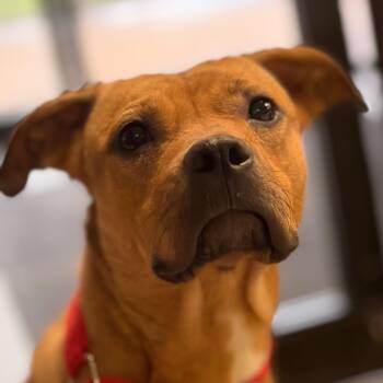 Gretel -  Mixed Breed Dog for Adoption in Lake Jackson, Texas - Gretel | PetCurious