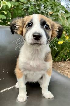 Danica -  Retriever and Australian Shepherd Dog for Adoption in Minneapolis, Minnesota - Danica | PetCurious