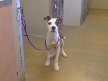 CHAMP -  Pit Bull Terrier Dog for Adoption in Sacramento, California - CHAMP | PetCurious