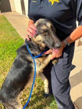 Eva -  German Shepherd Dog Dog for Adoption in Bothell, Washington - Eva | PetCurious