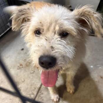 Leia -  Terrier and Mixed Breed Dog for Adoption in Birmingham, Alabama - Leia | PetCurious