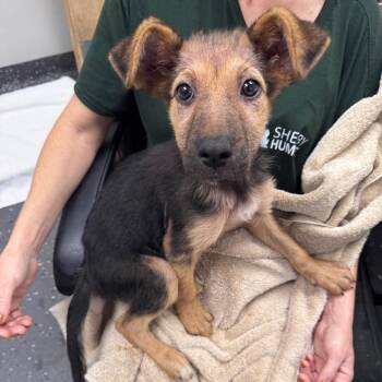 Taylor Ann -  Mixed Breed Dog for Adoption in Columbiana, Alabama - Taylor Ann | PetCurious