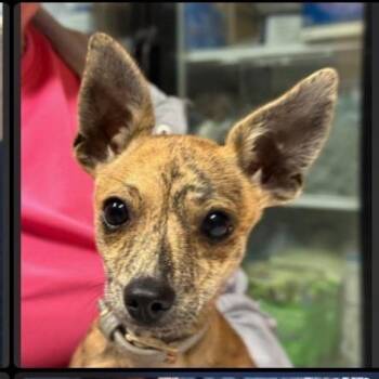 Buzz LightyearAvailable 10/23 -  Chihuahua Dog for Adoption in Loves Park, Illinois - Buzz LightyearAvailable 10/23 | PetCurious