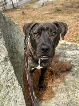 MANNY -  Plott Hound and Mixed Breed Dog for Adoption in Dedham, Massachusetts - MANNY | PetCurious