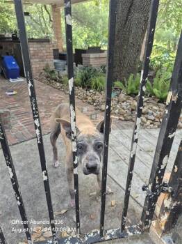 CARLY -  American Staffordshire Terrier Dog for Adoption in San Antonio, Texas - CARLY | PetCurious