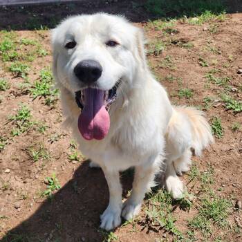 Mauy -  Great Pyrenees Dog Available for Adoption in Alpine, Texas - Mauy | PetCurious