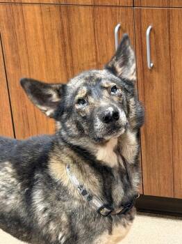 Keisha -  Keeshond Dog for Adoption - Keisha | PetCurious