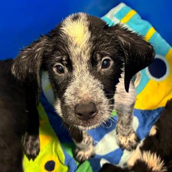 CHARLIE BROWN -  Mixed Breed Dog for Adoption in Greensboro, North Carolina - CHARLIE BROWN | PetCurious