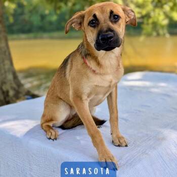 Sarasota 08-2417 -  German Shepherd Dog and Retriever Dog for Adoption in Tyrone, Georgia - Sarasota 08-2417 | PetCurious