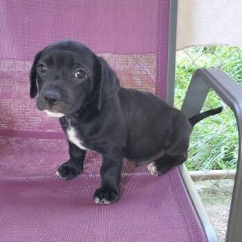 Freddie -  Labrador Retriever and Mixed Breed Dog for Adoption in Hattiesburg, Mississippi - Freddie | PetCurious