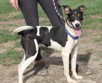 Feist Dogs Available for Adoption - Mac (Neutered) (Photos 3/15/2026) | PetCurious