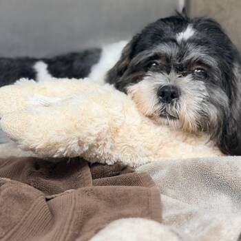 Lola -  Shih Tzu Dog for Adoption in Newark, New Jersey - Lola | PetCurious