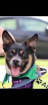 Corgi Dogs Available for Adoption - Newt | PetCurious