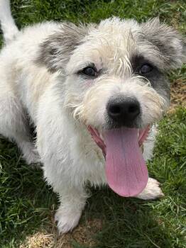Terrier Dogs Available for Adoption in Cedar Rapids, Iowa - Pants First | PetCurious