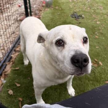 Pit Bull Terrier Dogs Available for Adoption in Magnolia, Texas - Cher | PetCurious