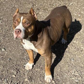 Arlo/Hulk -  Mixed Breed Dog for Adoption in Wappingers Falls, New York - Arlo/Hulk | PetCurious