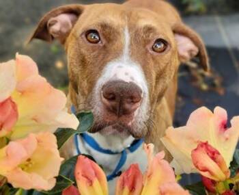 Amber Lynn - in foster! -  Mixed Breed Dog Available for Adoption in Fairfax, Virginia - Amber Lynn - In Foster! | PetCurious