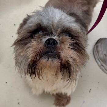 Peluchin -  Shih Tzu Dog for Adoption in Goleta, California - Peluchin | PetCurious