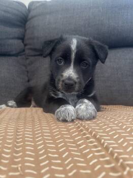 Cattle Dog Dogs Available for Adoption in Salt Lake City, Utah - Sylas | PetCurious